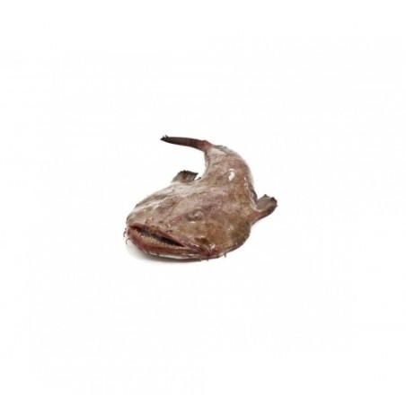 CODA DI ROSPO PESCATA 500/1000 X3 KG