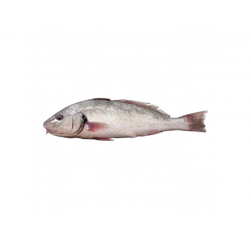 OMBRINA PESCATA 500/1000 X1 PZ