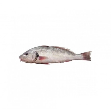 OMBRINA PESCATA 500/1000 X1 PZ