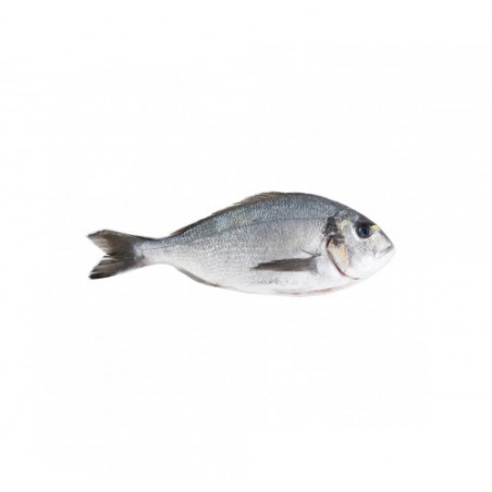 ORATA ALLEVATA HR 400/600 X6 KG