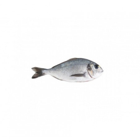 ORATA ALLEVATO E. 400/600 X6 KG