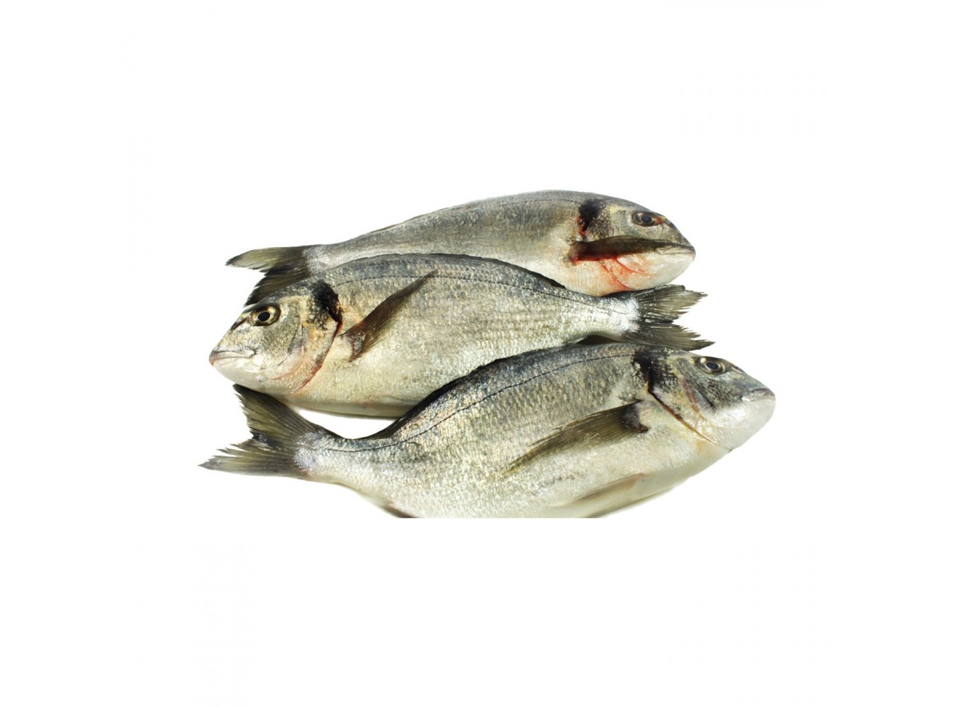 ORATA ALLEVATO E. 600/800 X6 KG