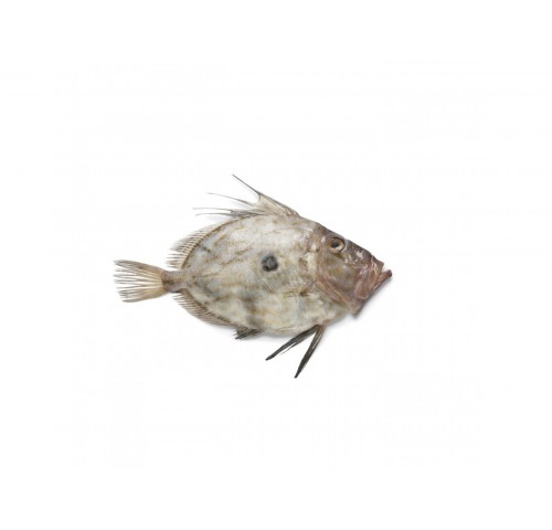 PESCE S.PIETRO 500/1000 X1 PZ