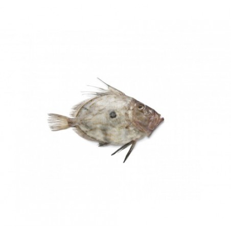 PESCE S.PIETRO 500/1000 X1 PZ