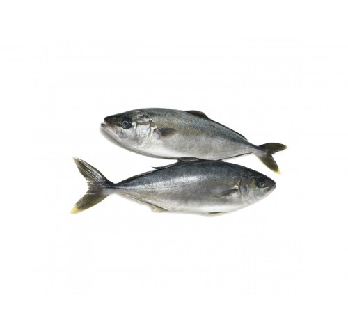 RICCIOLA PESCATA MEDIT. 2500/8000 X1 PZ