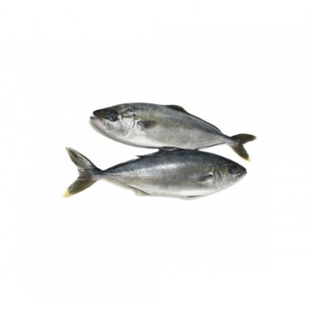 RICCIOLA PESCATA MEDIT. 2500/8000 X1 PZ