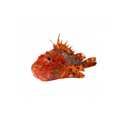 SCORFANO PESCATO 500/1000 X3 KG
