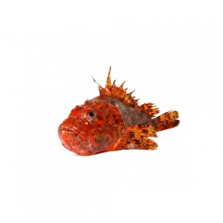 SCORFANO PESCATO 500/1000 X3 KG