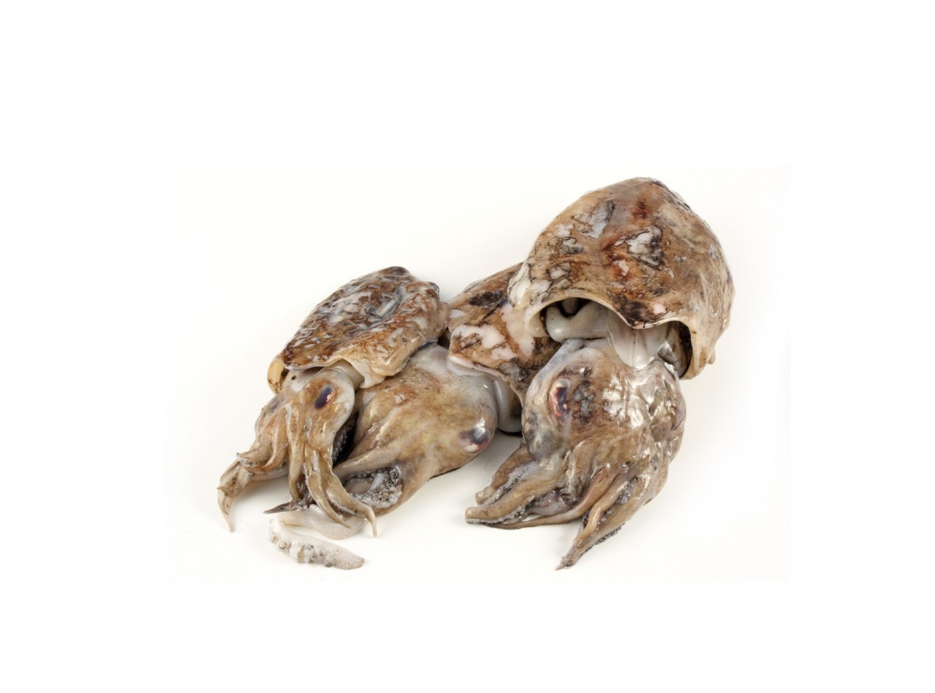 SEPPIA 500/1000 E. X5 KG