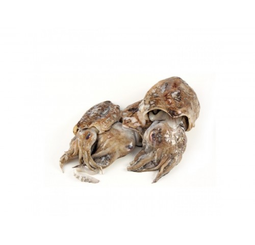 SEPPIA NOSTRANA 50/350 X3 KG