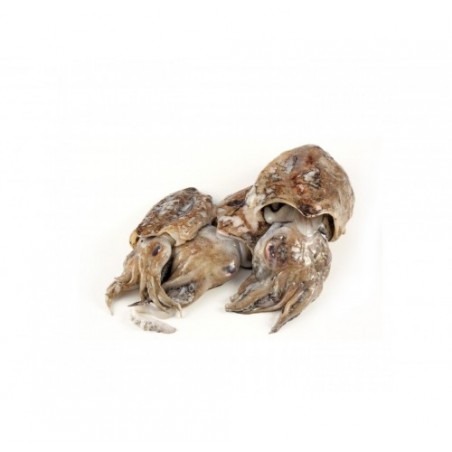 SEPPIA NOSTRANA 50/350 X3 KG