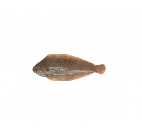 SOGLIOLA MAR ADRIATICO G 150/300 X6 KG
