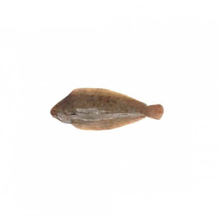 SOGLIOLA MAR ADRIATICO G 150/300 X6 KG