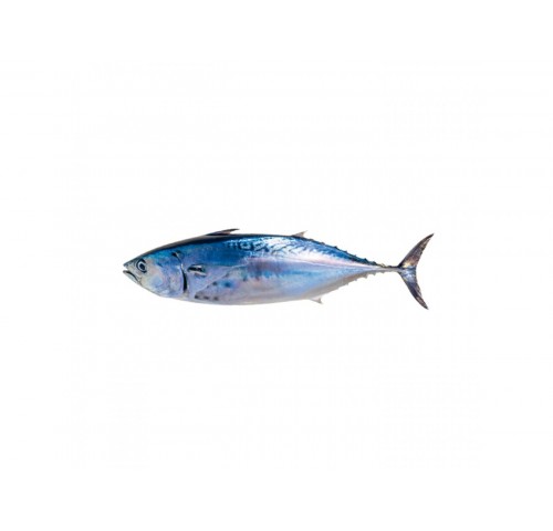 TONNETTO ALLETTERATO 4000/10000+ X1 PZ