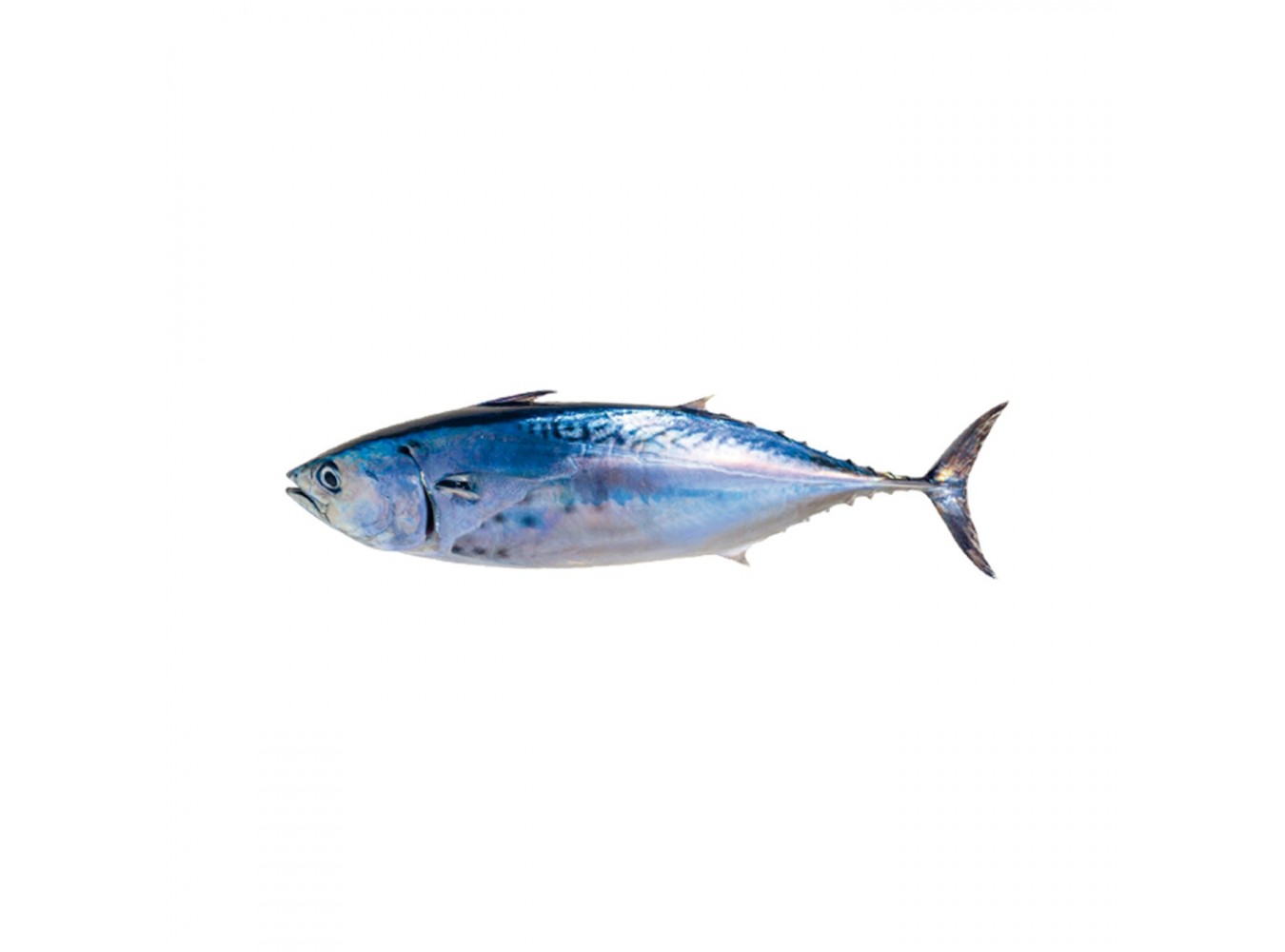 TONNETTO ALLETTERATO 4000/10000+ X1 PZ