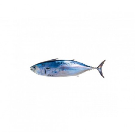 TONNETTO ALLETTERATO 4000/10000+ X1 PZ