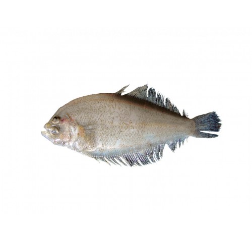 ZANCHETTA O SUACIA X6 KG