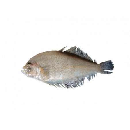 ZANCHETTA O SUACIA X6 KG