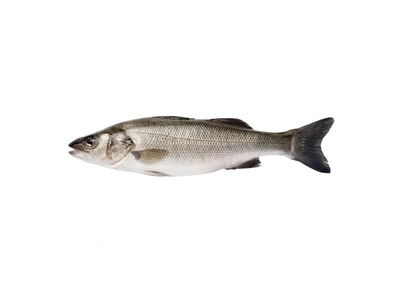 BRANZINO ALLEVATO E. 400/600  X3 KG