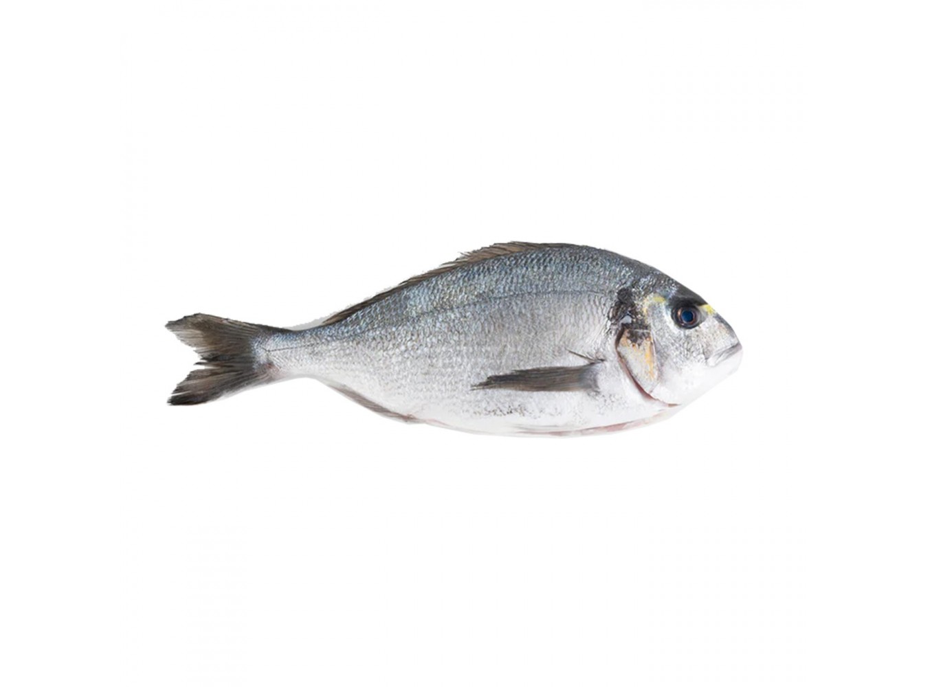 ORATA ALLEVATA E. 400/600 X3 KG