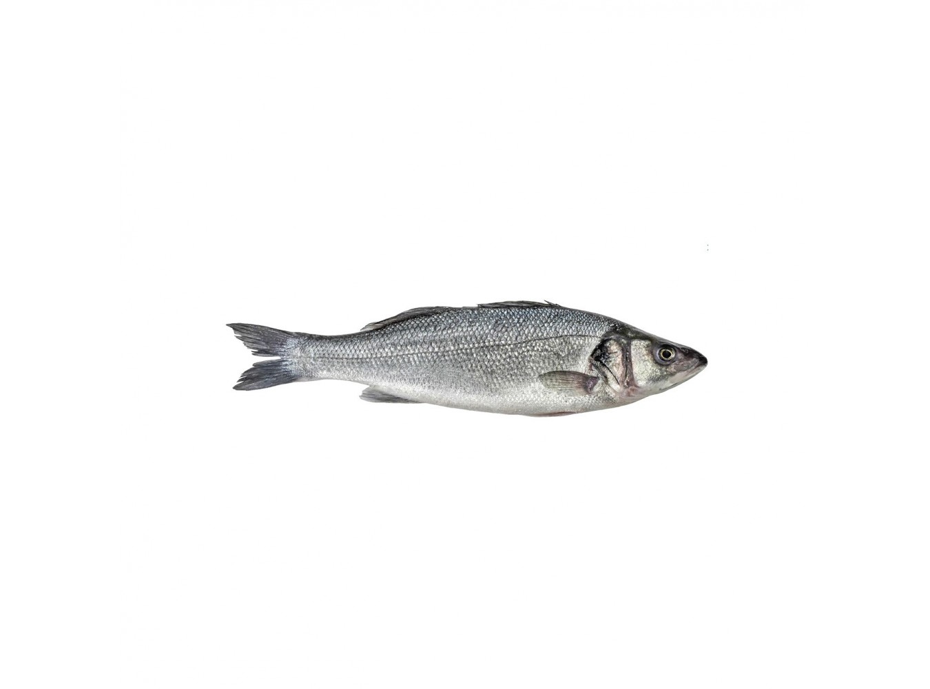 BRANZINO ALLEVATO E. 300/400 X3 KG