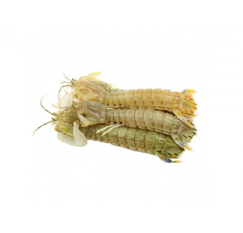 CANOCCHIA MAR ADRIATICO PICCOLA X2 KG