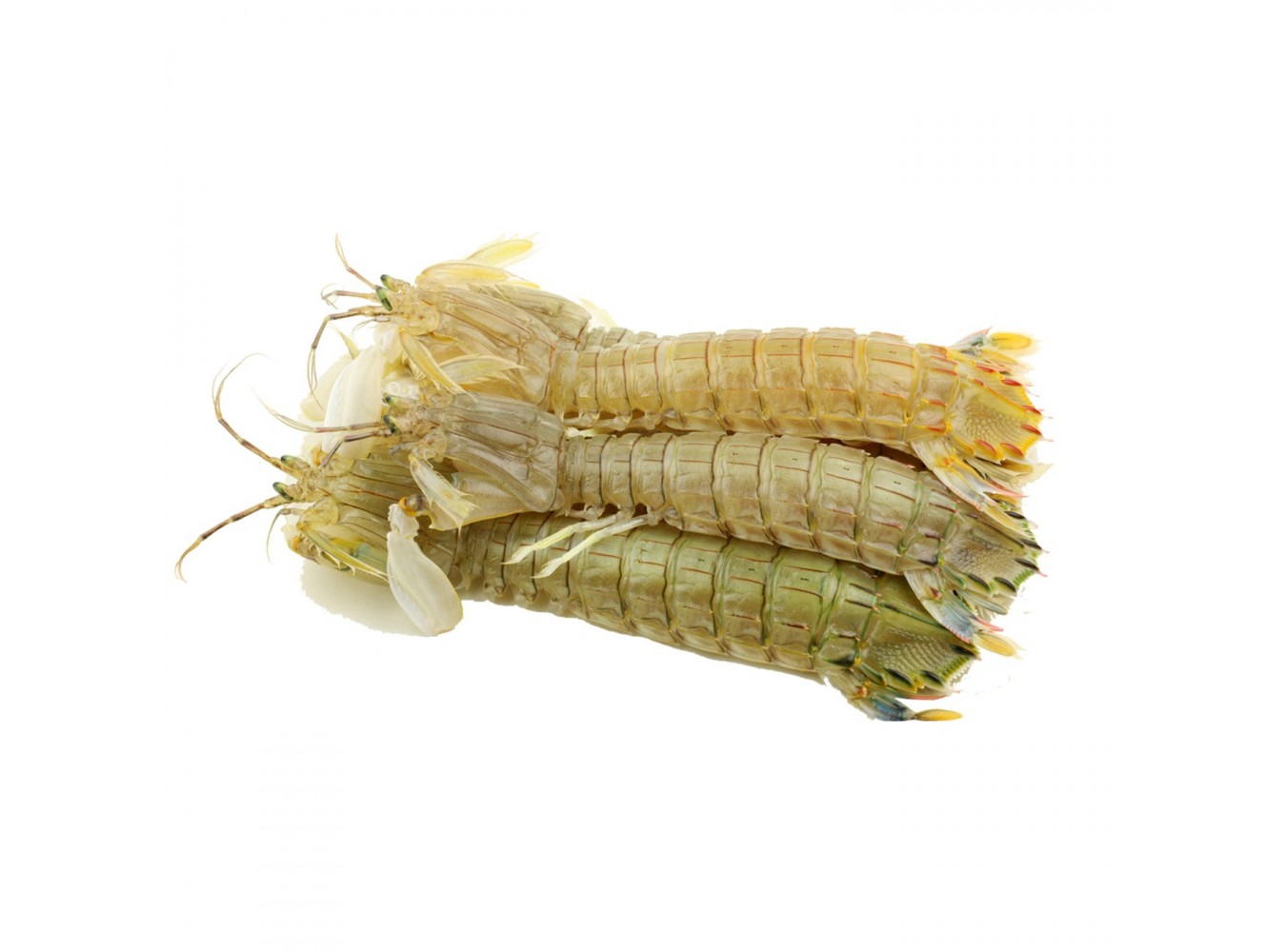 CANOCCHIA MAR ADRIATICO PICCOLA X2 KG