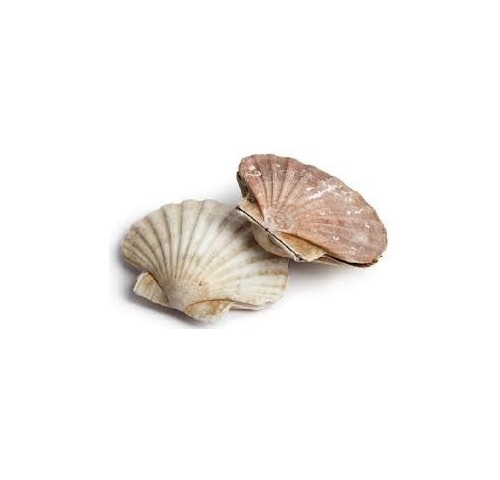 CAPASANTA ATLANTICA EXTRA X5 KG