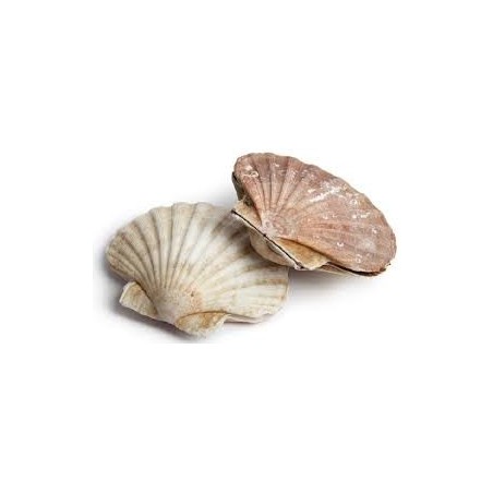 CAPASANTA ATLANTICA EXTRA X5 KG
