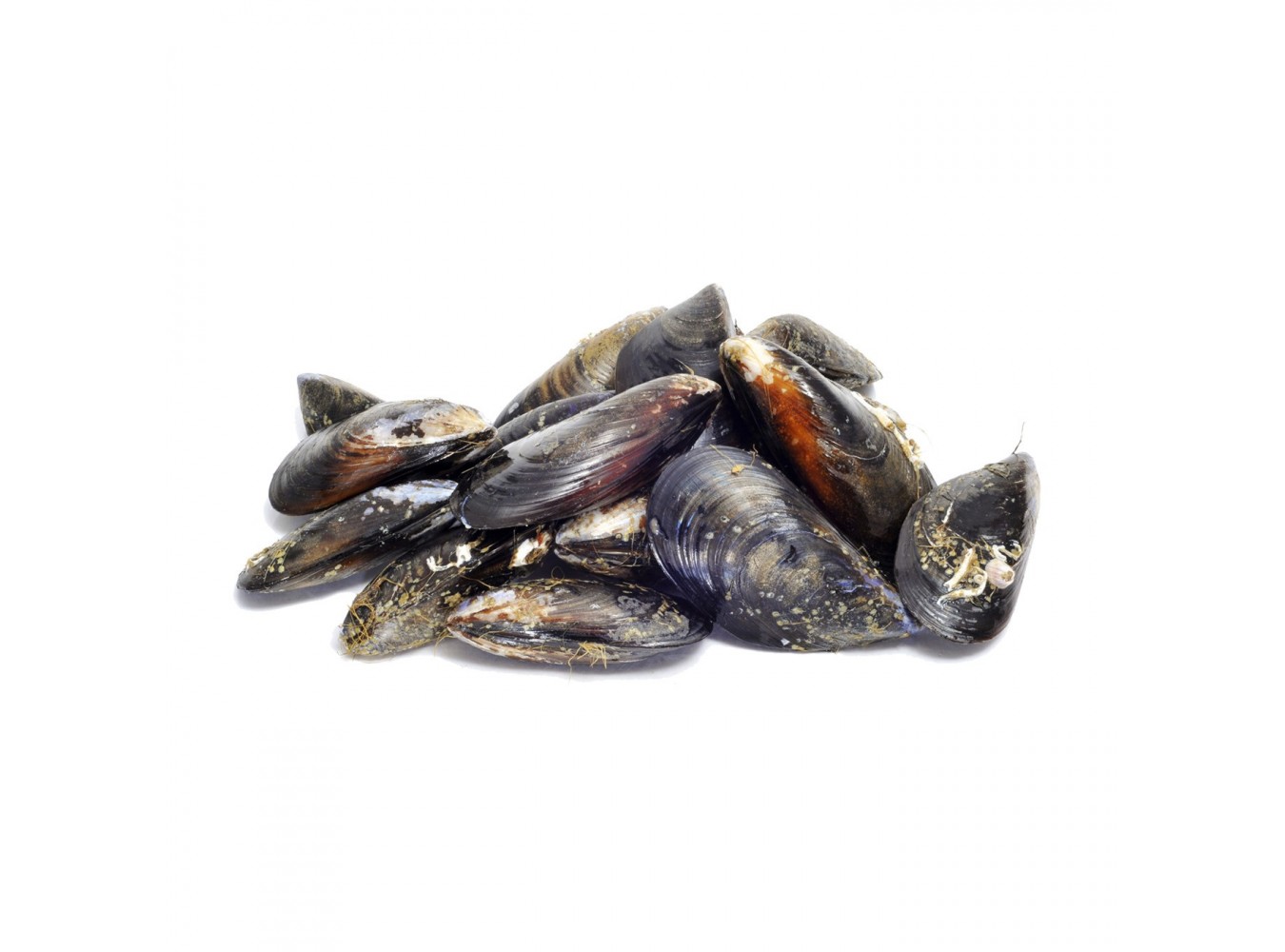 COZZA SPORCA ALLEVATA ITALIA X3 KG