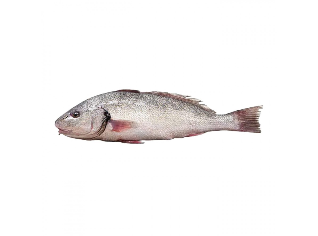 OMBRINA PESCATA 1000/2000 X1 PZ