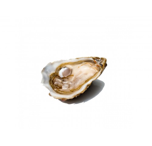 OSTRICA PRINCESA DE SETUBAL N3 24PZ -2KG