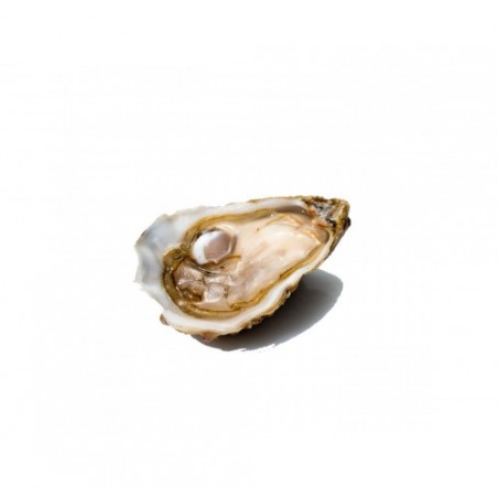 OSTRICA PRINCESA DE SETUBAL N3 24PZ -2KG