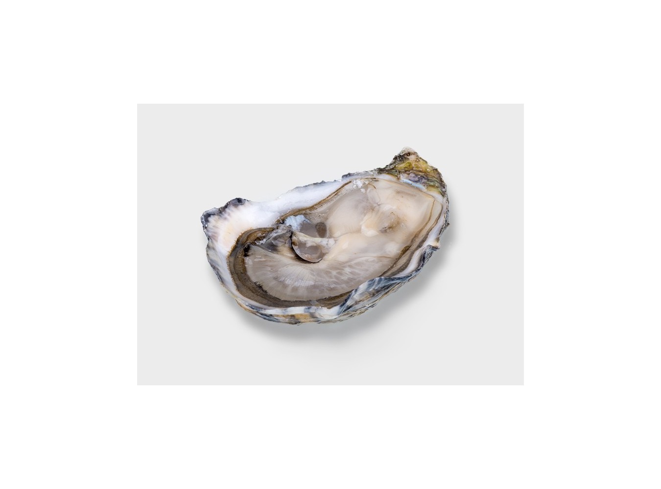 OSTRICA SPEC. MERVEILLE N2 12PZ - 1,25KG
