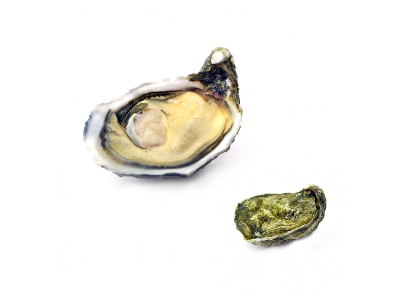 OSTRICA SPECIAL PLEIADE POGET N.2 24 PZ