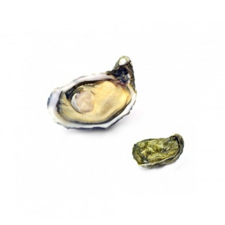 OSTRICA SPECIAL PLEIADE POGET N.2 24 PZ