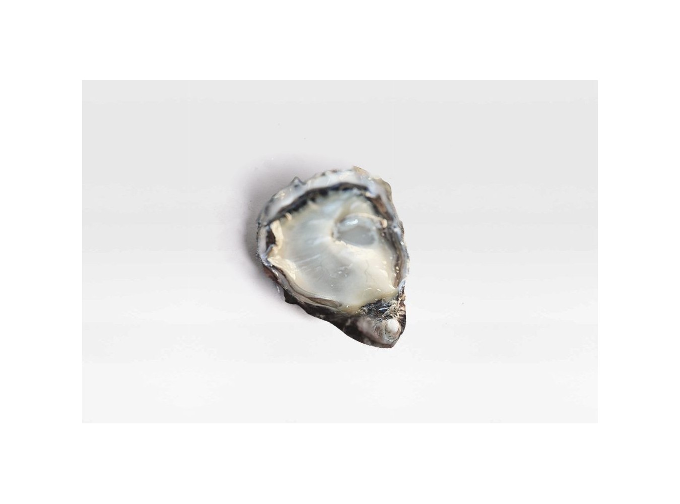 OSTRICA SPECIALE CAMARGUE N3 36PZ - 3KG