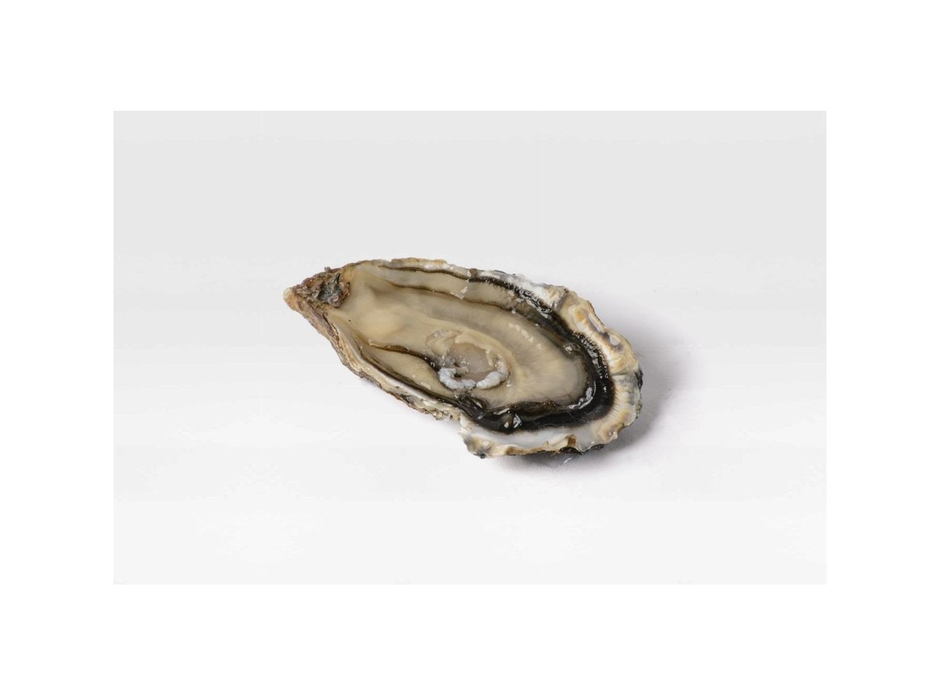 OSTRICA SPECIALE ISIGNY N3 2KG 24PZ