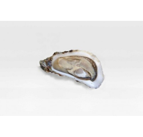 OSTRICA SPEC. MARENNE OLERON N3 12PZ 1KG