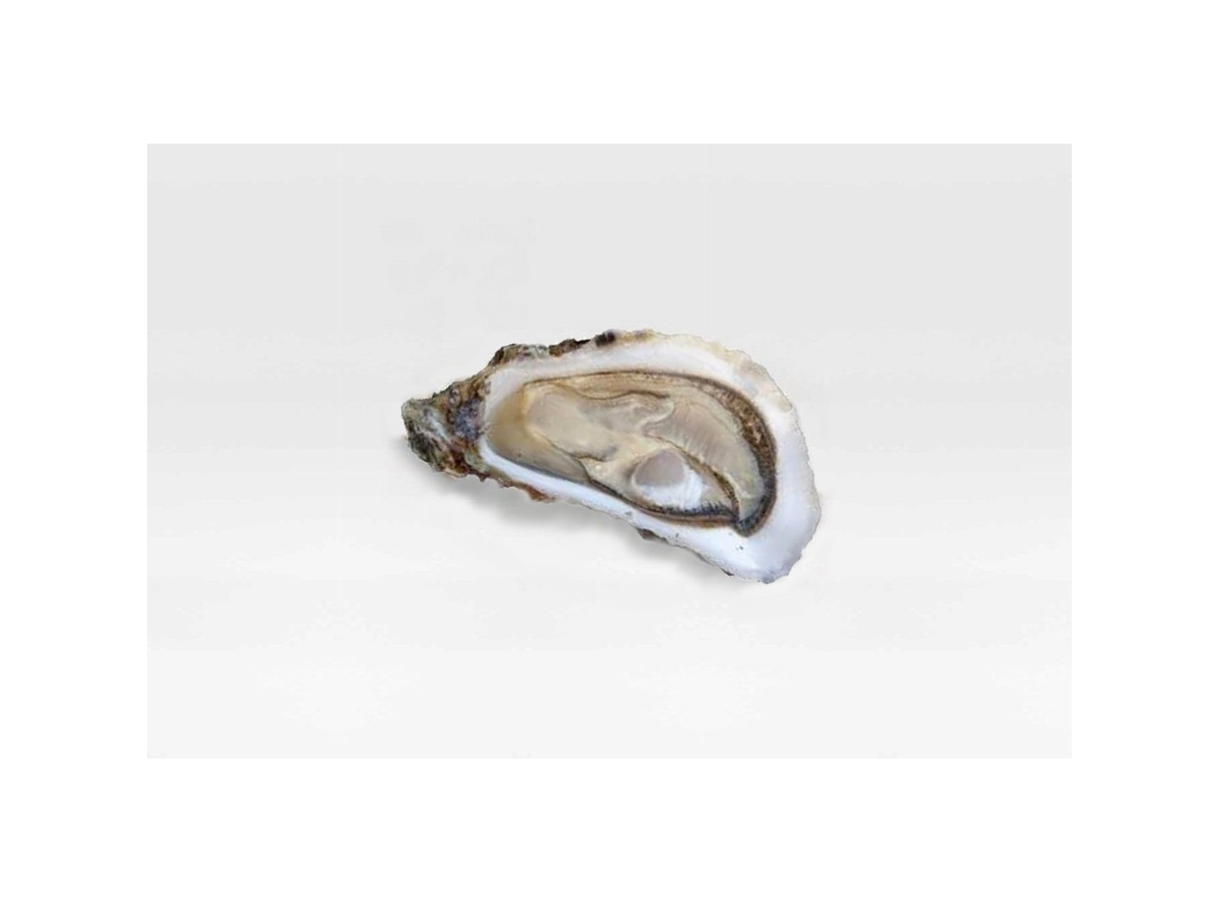OSTRICA SPEC. MARENNE OLERON N3 12PZ 1KG