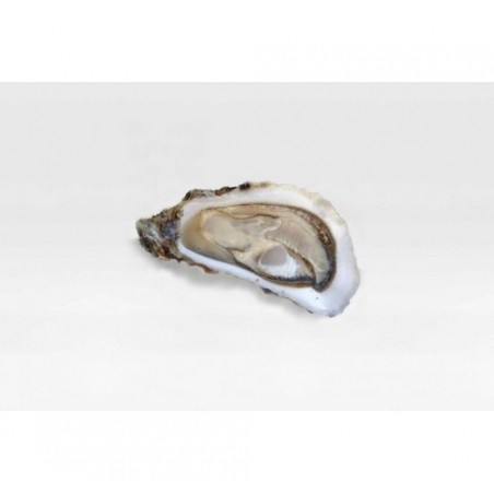 OSTRICA SPEC. MARENNE OLERON N3 12PZ 1KG