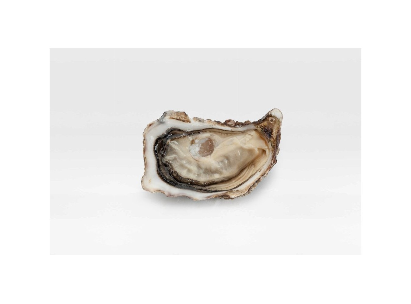 OSTRICA SPECIALE MUIRGEN N3 36PZ 3KG