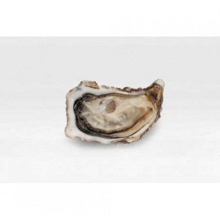 OSTRICA SPECIALE MUIRGEN N3 36PZ 3KG