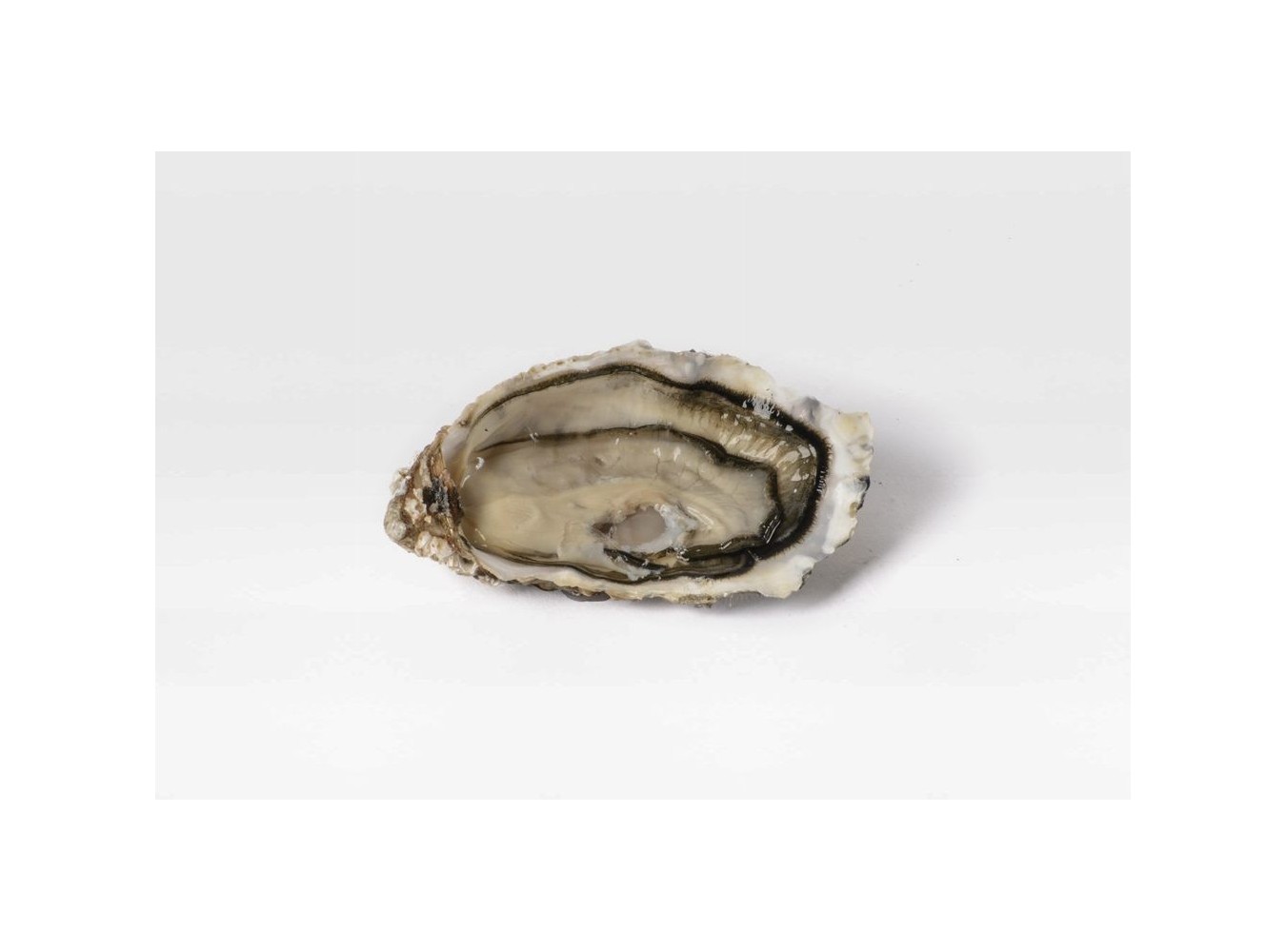 OSTRICA SPECIALE ST VAAST N3 6PZ - 3KG