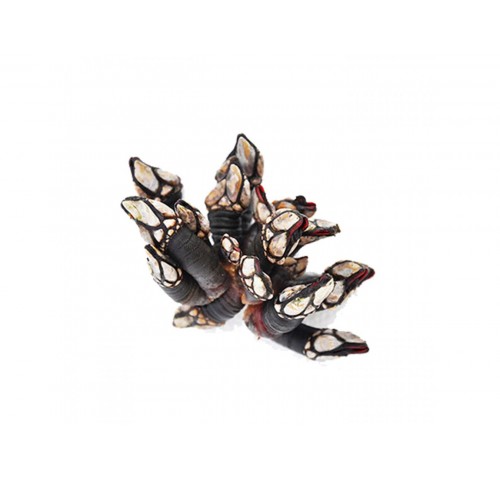 PERCEBES - PIEDI DI CORNUCOPIA X1 KG
