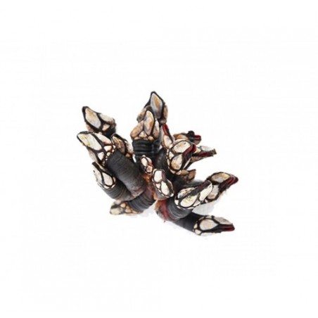 PERCEBES - PIEDI DI CORNUCOPIA X1 KG