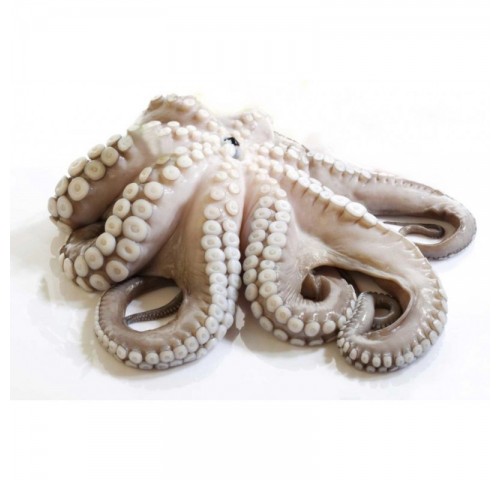 POLPO MEDITERRANEO 1000/2000 X6 KG
