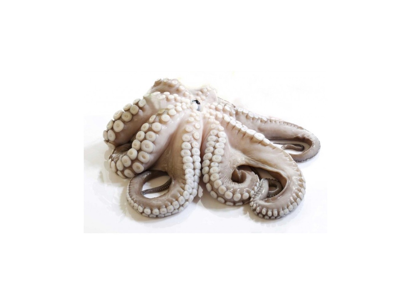 POLPO MEDITERRANEO 1000/2000 X6 KG