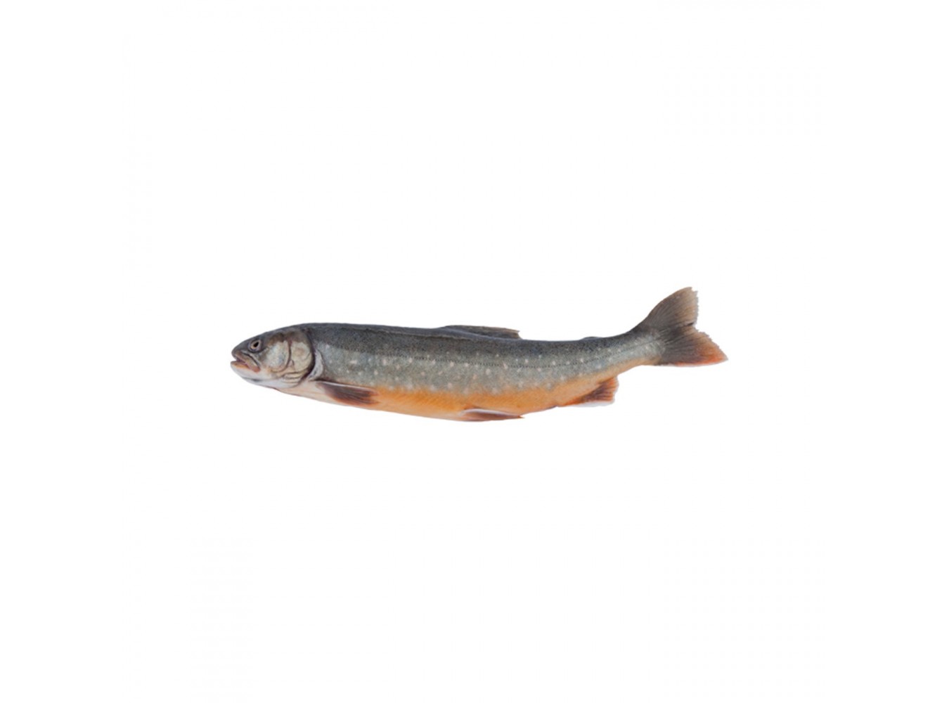 SALMERINO DI FONTE X5 KG