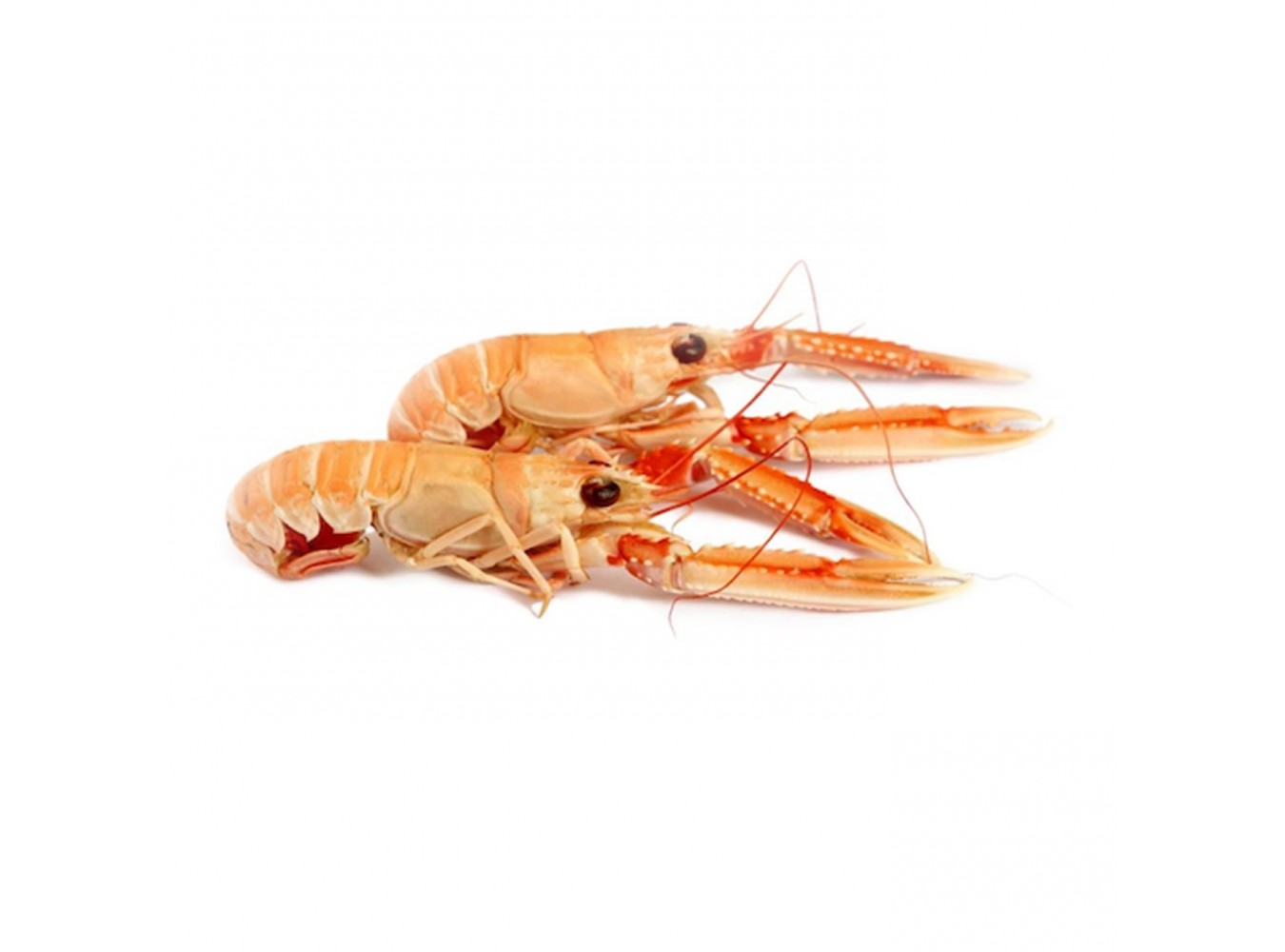 SCAMPO INTERO PICCOLO ADRIATICO X3 KG